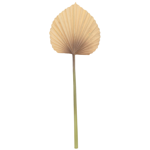 haste latania 58cm mx774 charm decor